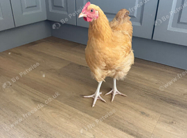 Cockerel Buff Orpington