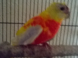 female turk parakeet