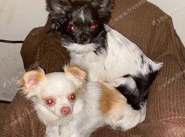 Chihuahua, brothers