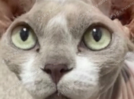 Adult Sphynx female
