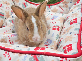 Adorable Baby Rabbits for Sale - Beautiful Colours ️