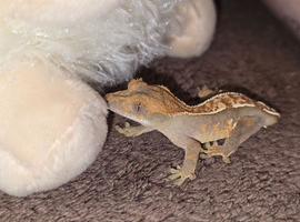Baby crested geckos & juveniles for sale