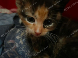 Two kittens for sale