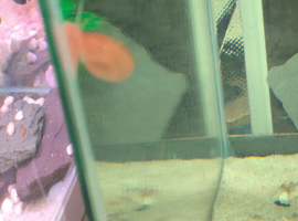 Young pink ramshorn snais