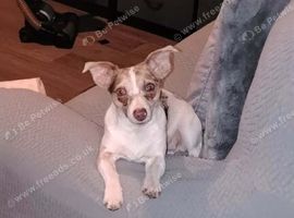 Adult jack Russell