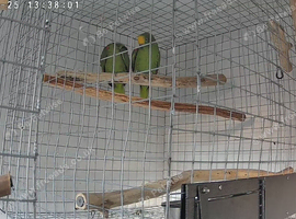 Pair Yellow crowned amazon's
