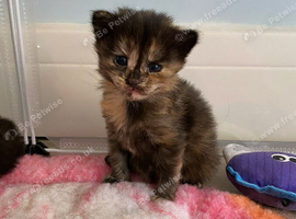3 female mainecoon kittens