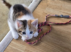 Kittens looking for new home