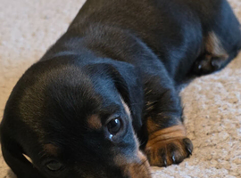 1 female left beautiful Dachshund