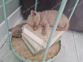 4 british shorthair kittens looking for 5* homes