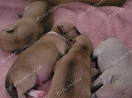 teacup chihuahua pups, born 29th September 2026.