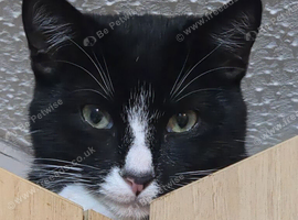 Cats