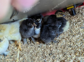 Days old mixed chicks