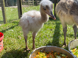 Believed fertile rhea eggs available to collect