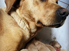 Beautiful Deep Red Labs