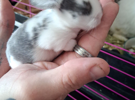 Mini lop baby ready to reserve