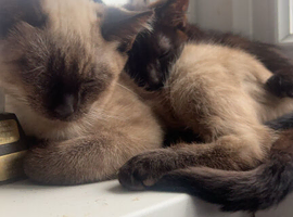 Half Siamese kittens