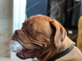 dog de bordeaux KC registered 1 year old