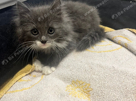Kittens ready to go now - 3 boys 1 girl