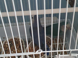 Male and female lovebirds
