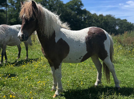 Yearling Shetland filly