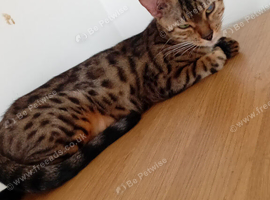 Beautiful brown female bengal