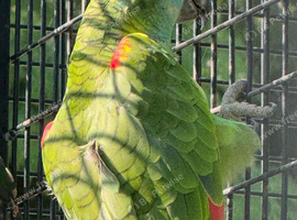 Female Blue front amazon