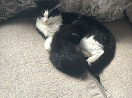 Kittens