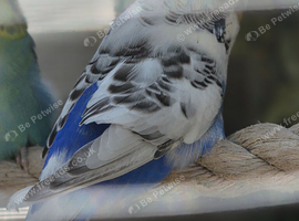 Budgies
