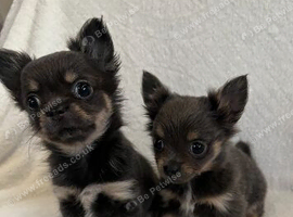 Chihuahua puppies