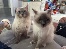 Male and female Ragdolls