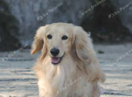 Cream Miniature long haired Dachshund