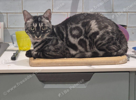 TICA registered Bengal