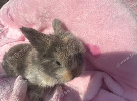 3 babies mini lops