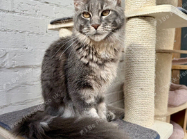 TICA reg pedigree Maine coon Girl