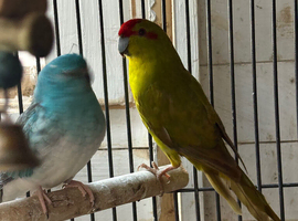 Very beautiful young kakariki for sale