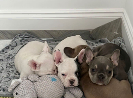 Beautiful French bulldog litter