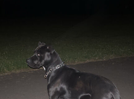 Gorgeous cane corso brat