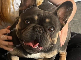 2 beautiful frenchies