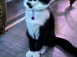 Beautiful 5 months old baby boy
