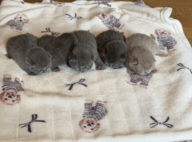 British Short Haired Kittens