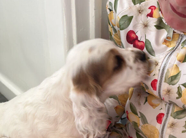 Cocker spaniel