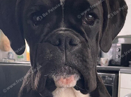 9 month old Black Brindle Boxer girl