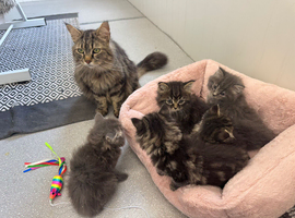 Maine coon x Persian kittens