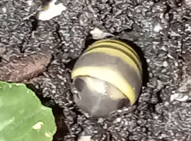 3- Bumblebee millipedes