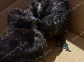 Silkie cross chicks
