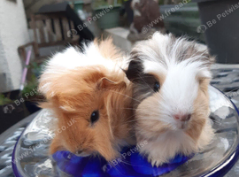 2 baby sows