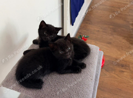 4 beautiful kittens