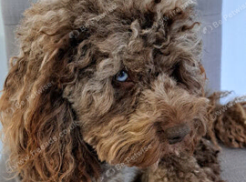 Cockapoo for stud chocolate merle