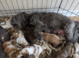 Shitzu Puppy's